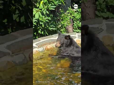Read more about the article Bear munches on ‘lily pad salad’ while taking dip in backyard pond