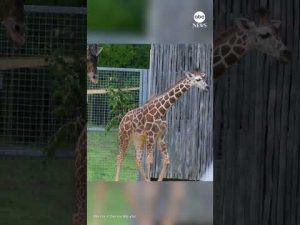Read more about the article Giraffe calf takes first steps outside