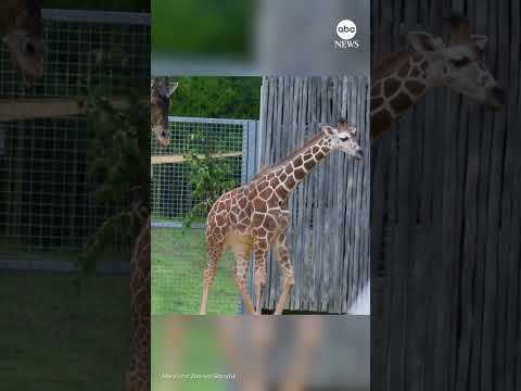 Read more about the article Giraffe calf takes first steps outside