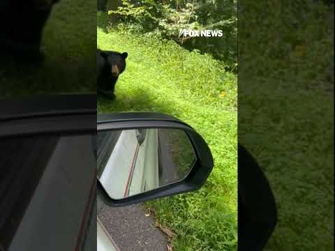 You are currently viewing WATCH: Travelers make a beary cute new friend #bear #shorts #travel #travelstories