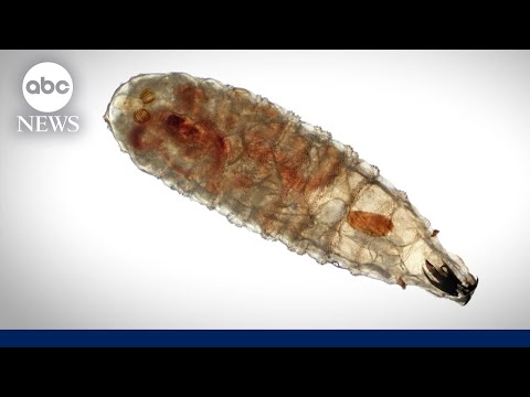 You are currently viewing What to know about New World screwworm