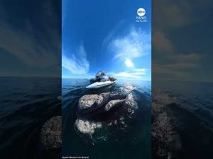 Read more about the article Whale greets tour boat passengers in Patagonia