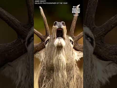 You are currently viewing Sneak peek at the ‘Wildlife Photographer of the Year’ 2025 competition