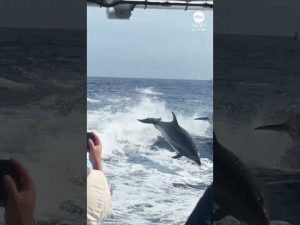 Read more about the article Pod of jumping dolphins thrills onlookers