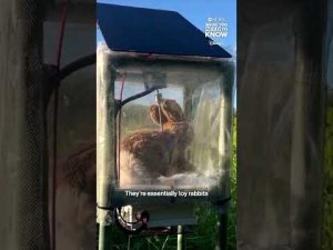 Read more about the article ‘Robot’ rabbits are the latest tool to fight pythons in Florida’s Everglades