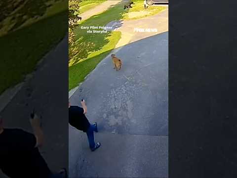 You are currently viewing Brave dog chases bear out of garage #shorts #dog #bear #viral #foxnews #news #us #fox #animals