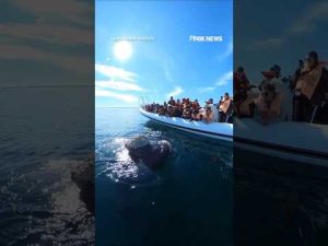 Read more about the article CLOSE ENCOUNTER: Whale watching group get once-in-a-lifetime view #fox #ocean #whale #shorts #viral