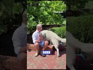 Read more about the article Trey Gowdy’s new book is all about justice and his dog Justice is ready for it #shorts #usa #book