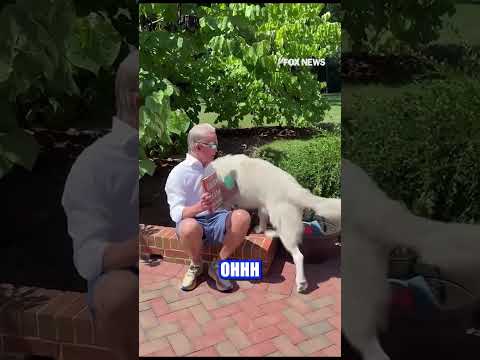 You are currently viewing Trey Gowdy’s new book is all about justice and his dog Justice is ready for it #shorts #usa #book