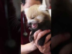 Read more about the article SO CUTE: Two Red Panda’s are born at Knoxville zoo #shorts #usa #us #animals #viral #news #cute