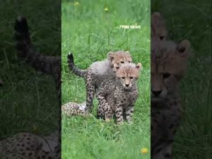 Read more about the article WATCH: Cheetah cubs play together at Metro Richmond Zoo #shorts #usa #us #animals #viral
