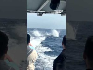 Read more about the article WATCH: Dolphins put on a spectacular show for tourists #shorts