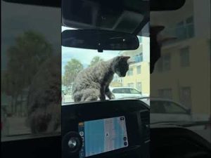 Read more about the article Police officers rescue cat from hot car in Clearwater, FL #shorts #cat #rescue #cute #beach #car