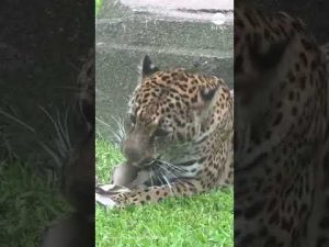 Read more about the article Fiesty jaguar tears up enrichment toy at Milwaukee zoo