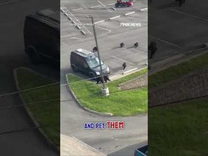 Read more about the article BEARY CUTE: Mama bear and 4 cubs caught on camera #shorts #bear #animals #cute #usa