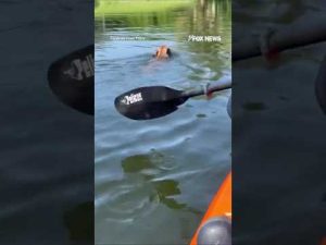 Read more about the article WATCH: Police officers kayak to rescue dog in lake #foxnews #news #shorts