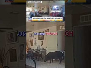 Read more about the article ‘BOAR-GLARY’: Florida deputies chase down wild boar that invaded home #foxnews #news #shorts