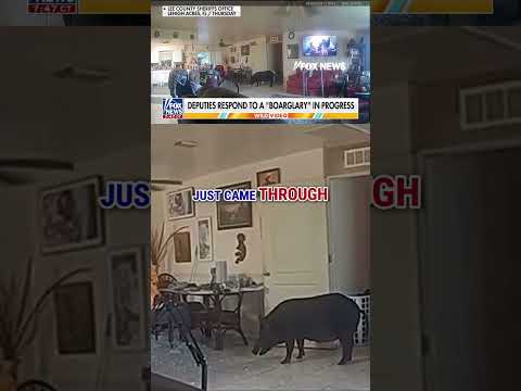 You are currently viewing ‘BOAR-GLARY’: Florida deputies chase down wild boar that invaded home #foxnews #news #shorts