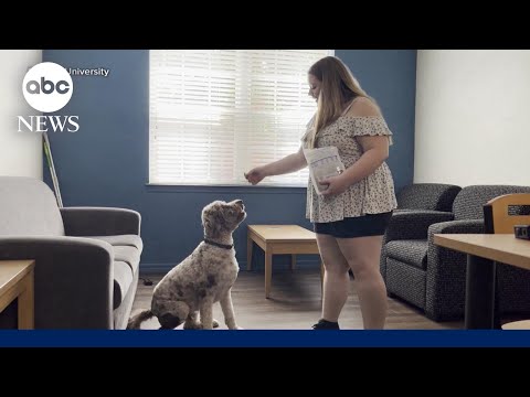 You are currently viewing Colleges going pet-friendly