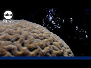 Read more about the article How a coral ‘baby boom’ will help fortify reef system off Florida coasts
