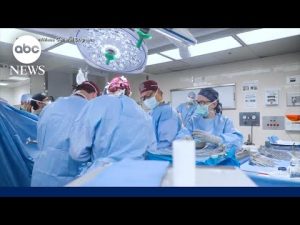Read more about the article Pig kidney transplants to be expanded for humans