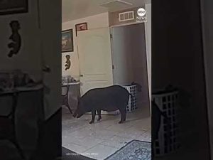 Read more about the article Wild boar removed by deputies after invading Florida home
