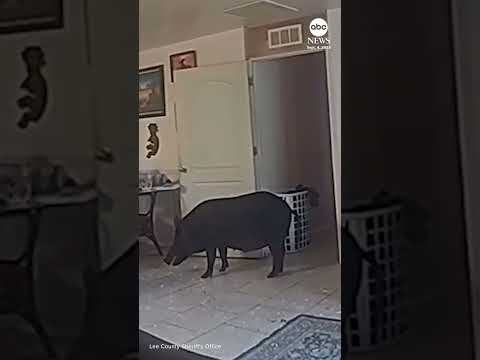 You are currently viewing Wild boar removed by deputies after invading Florida home