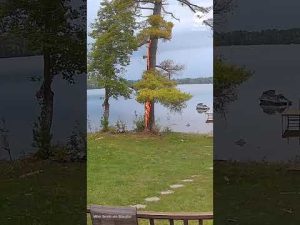 Read more about the article Tree catches fire after being struck by lightning