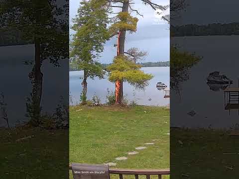 You are currently viewing Tree catches fire after being struck by lightning