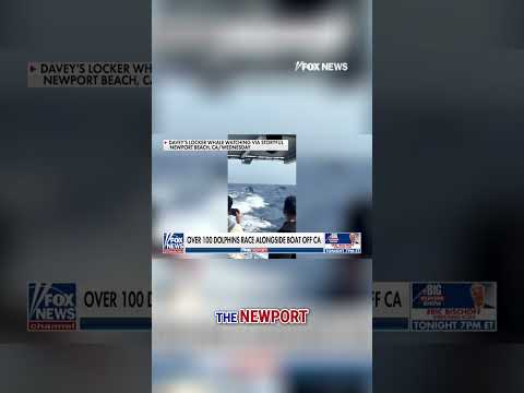You are currently viewing FLYING HIGH: Dolphins leap more than 10 feet alongside boat #shorts #dolphin #california #beach #us