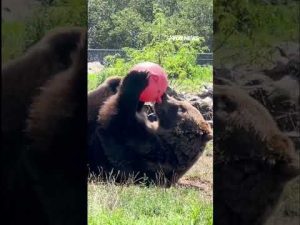 Read more about the article SO CUTE: Watch Oakland Zoo bear enjoy his new toy #shorts #animals #viral #cute #usa #news #cali