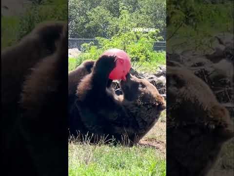 You are currently viewing SO CUTE: Watch Oakland Zoo bear enjoy his new toy #shorts #animals #viral #cute #usa #news #cali