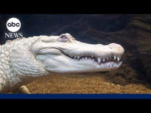 Read more about the article Rare albino alligator gets fan mail, honors for big birthday