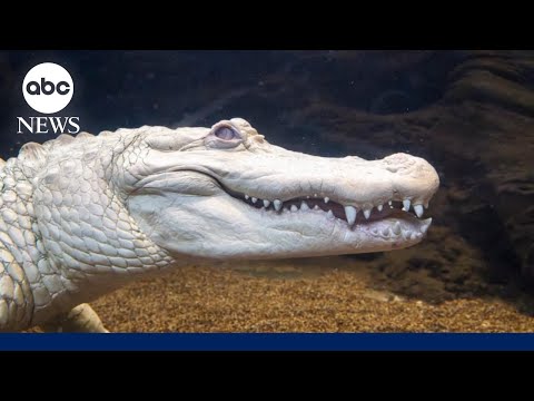 You are currently viewing Rare albino alligator gets fan mail, honors for big birthday