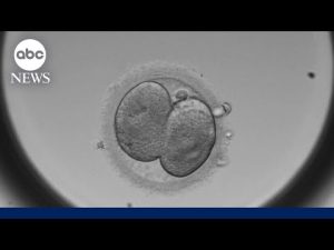 Read more about the article IVF in the spotlight