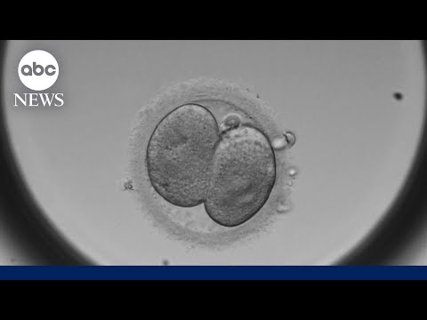 You are currently viewing IVF in the spotlight