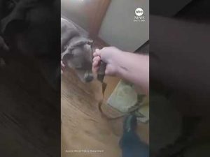 Read more about the article Dog leads officer to leash while being rescued from house fire
