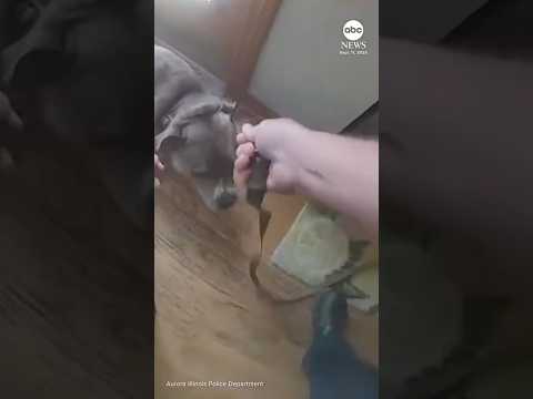 You are currently viewing Dog leads officer to leash while being rescued from house fire