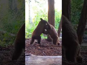 Read more about the article Bear cub siblings wrestle near Lake Tahoe