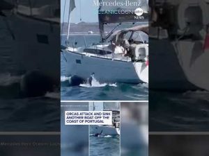 Read more about the article Orcas attack and sink  another boat off the coast of Portugal