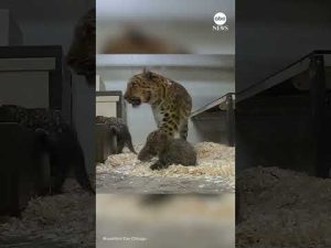 Read more about the article Amur leopard cubs explore behind-the-scenes habitat