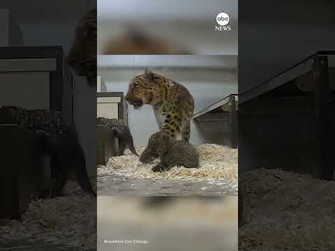 You are currently viewing Amur leopard cubs explore behind-the-scenes habitat