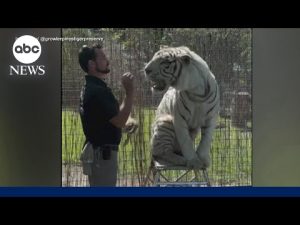 Read more about the article Tiger handler mauled to death at Oklahoma preserve