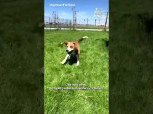 Read more about the article Rome Airport opens luxury dog hotel