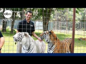 Read more about the article Handler killed in tiger attack during demonstration at Oklahoma preserve