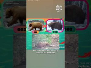 Read more about the article Fat Bear Week has officially begun at Katmai National Park in Alaska!