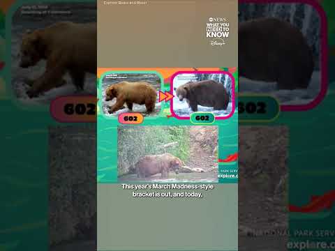 You are currently viewing Fat Bear Week has officially begun at Katmai National Park in Alaska!
