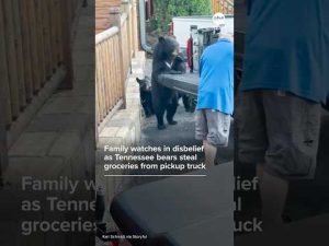 Read more about the article Family watches in disbelief as bears steal groceries from pickup truck