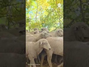 Read more about the article Scenic drive through Utah mountains blocked by ‘endless sea’ of sheep