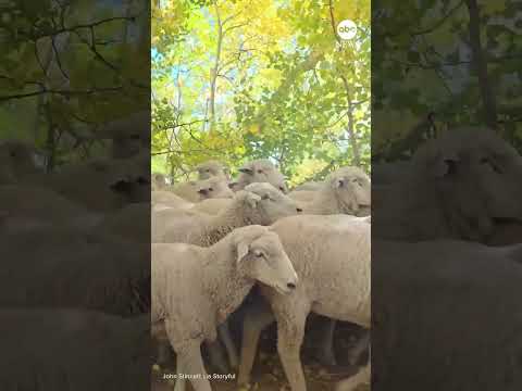 You are currently viewing Scenic drive through Utah mountains blocked by ‘endless sea’ of sheep